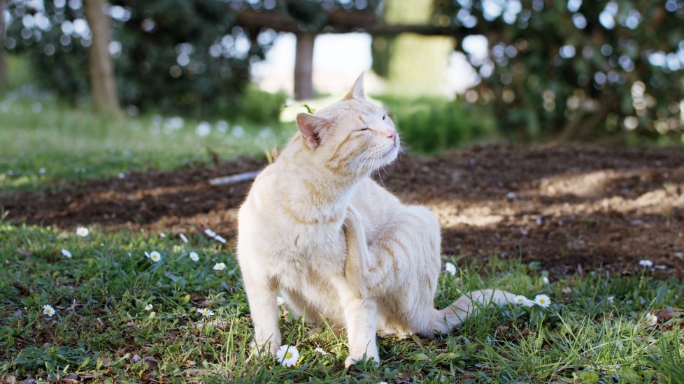 An itchy cat scratches themselves.